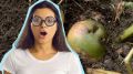 Хотели как лучше: этими действиями вы превращаете картофель в яд