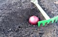 Лук на чернушку: секреты успешной зимней посадки