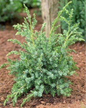 Можжевельник Блю Альпс: лучшие секреты ухода и посадки