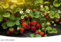 Как вырастить идеальную клубнику: секреты успеха и неожиданные советы