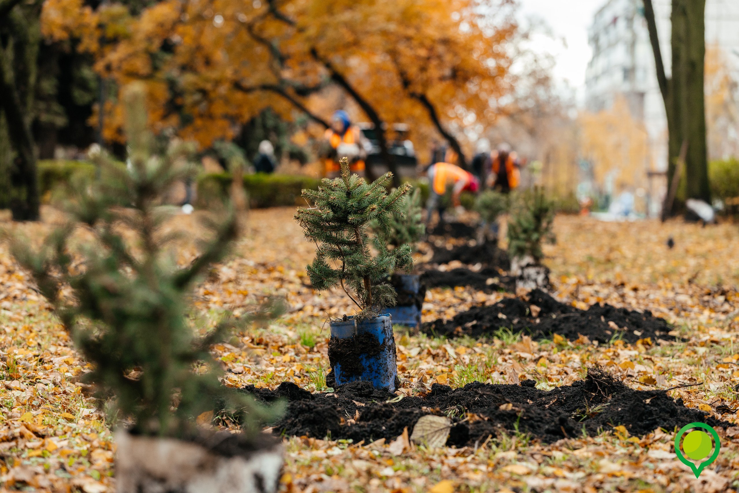 В парке «Быханов сад» прошла высадка голубых елей В парке «Быханов сад» прошла высадка голубых елей