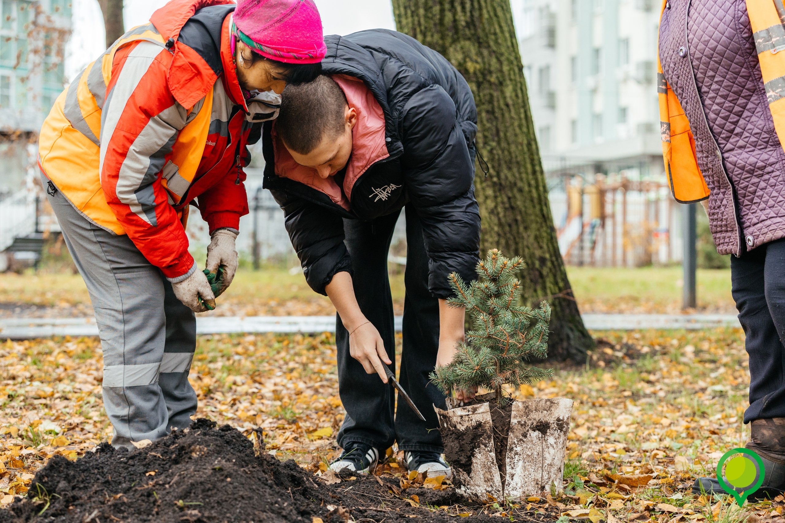 В парке «Быханов сад» прошла высадка голубых елей В парке «Быханов сад» прошла высадка голубых елей