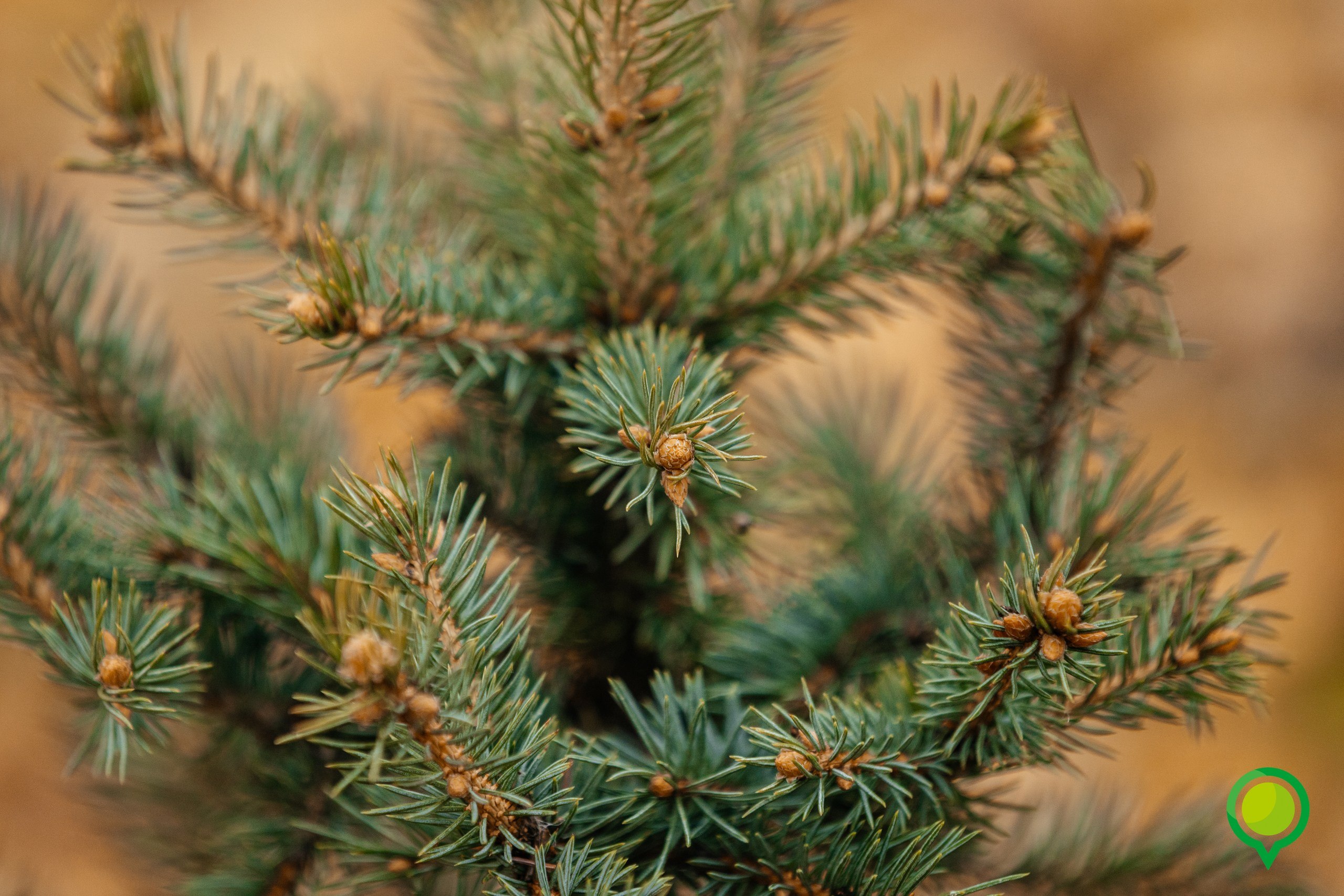 В парке «Быханов сад» прошла высадка голубых елей