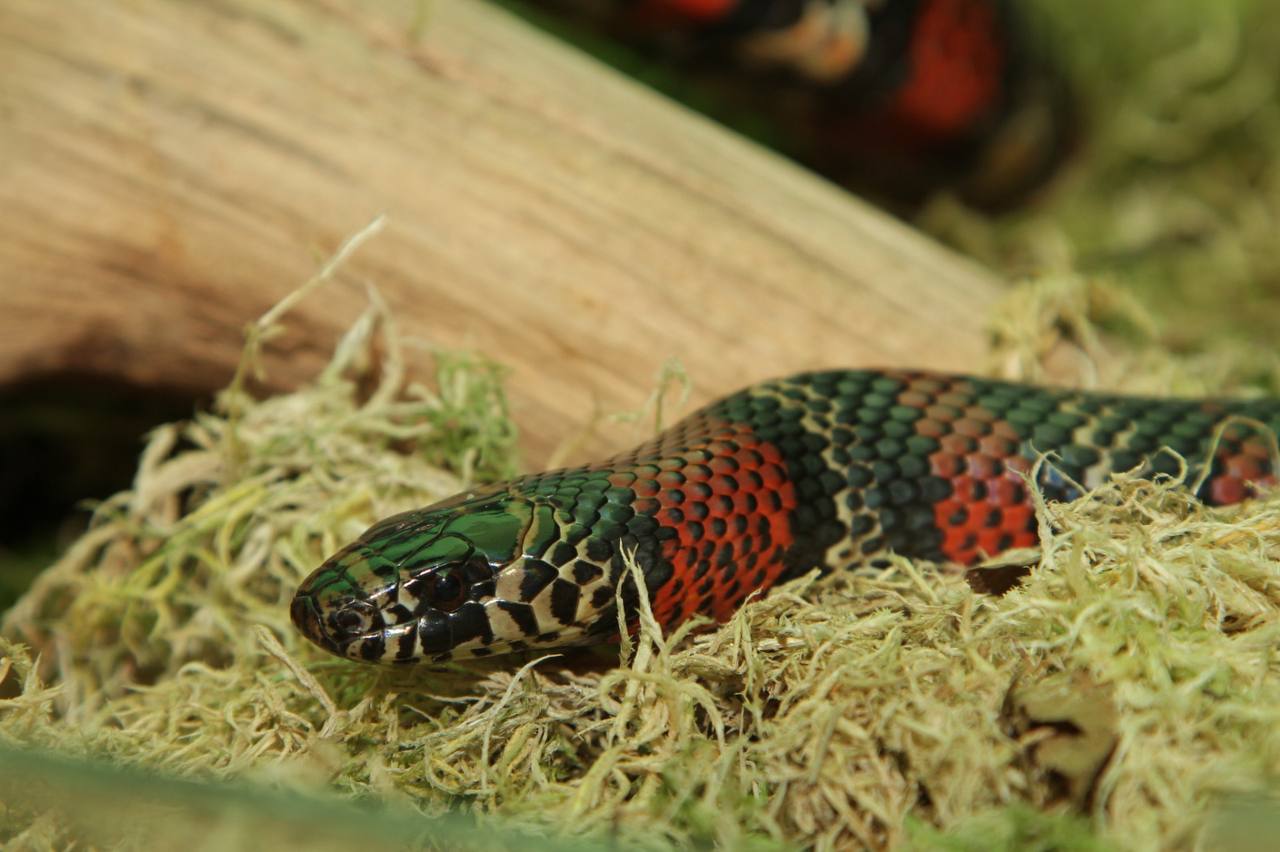 Уральские таможенники оформили 500 рептилий Уральские таможенники оформили 500 рептилий