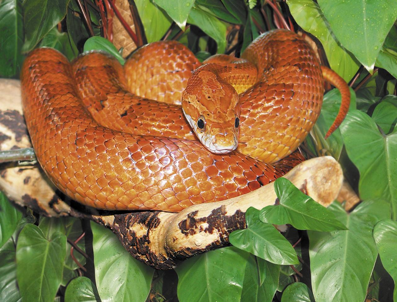 Уральские таможенники оформили 500 рептилий Уральские таможенники оформили 500 рептилий