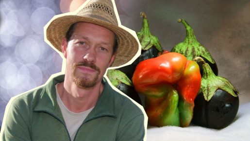 Перец и баклажаны тоже собирают для дозревания: такой подход одобряют не все садоводы