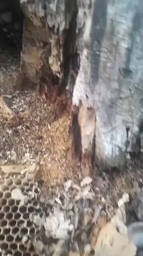 Тайник с вешенками в дупле тополя нашли грибники в Липецкой области