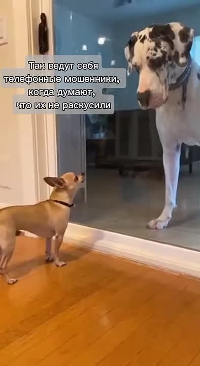 Портрет жертвы кибермошенничества составили по итогам опроса-2024 года: