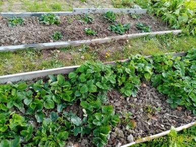 Как защитить садовую землянику от зимних морозов: советы и прогнозы