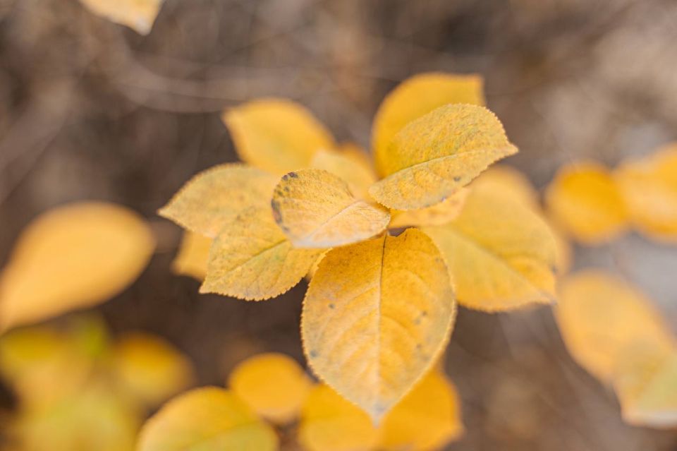 Доброе утро. Погода сегодня располагает к спокойствию: без ветра, без дождей, всё размеренно и по-осеннему мягко