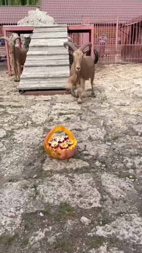 Гривистый баран в Липецком зоопарке испугался нового угощения