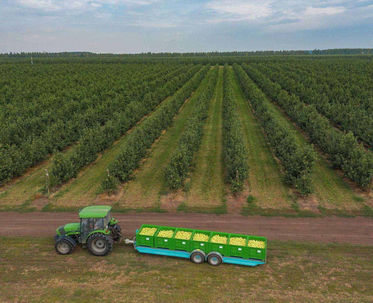 Прогнозировали 50 тысяч, а собрали уже 73 тысячи тонн яблок в Липецкой области Прогнозировали 50 тысяч, а собрали уже 73 тысячи тонн яблок в Липецкой области