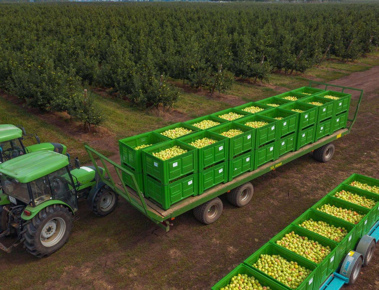 Прогнозировали 50 тысяч, а собрали уже 73 тысячи тонн яблок в Липецкой области Прогнозировали 50 тысяч, а собрали уже 73 тысячи тонн яблок в Липецкой области