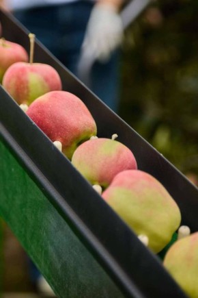 Прогнозировали 50 тысяч, а собрали уже 73 тысячи тонн яблок в Липецкой области