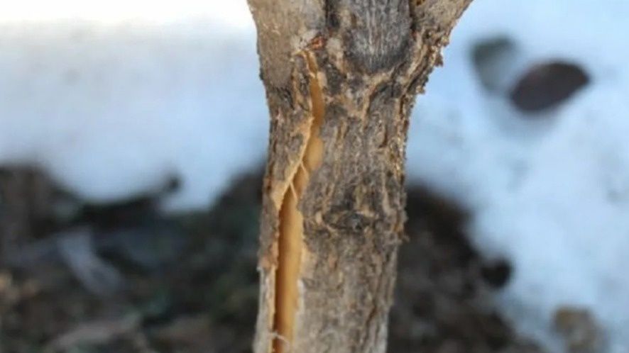 Как правильная обрезка яблонь спасает деревья от морозобоин