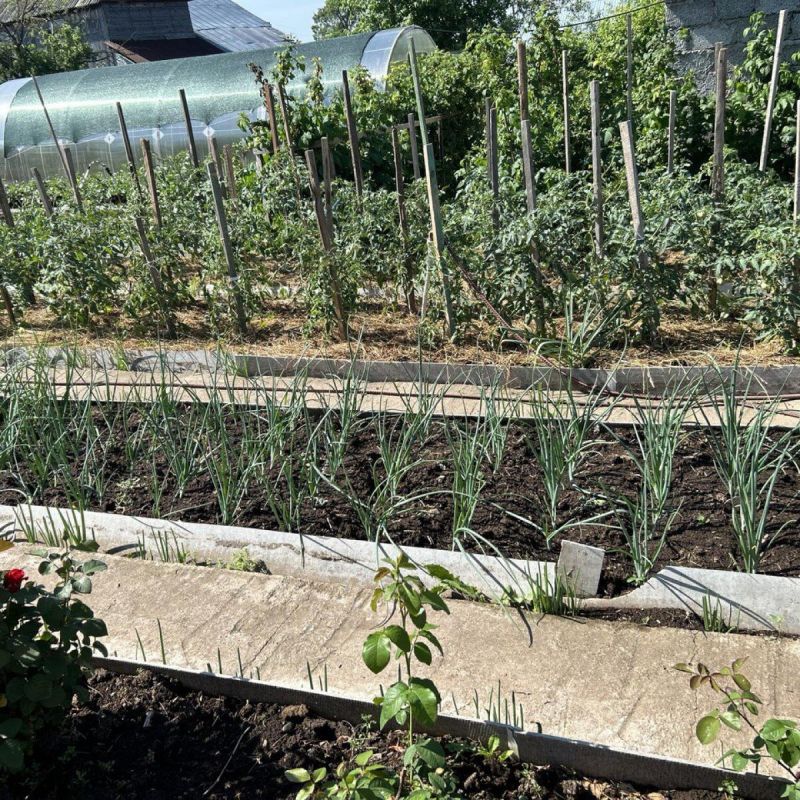 Как озерное удобрение помогает вырастить щедрый урожай кабачков и огурцов