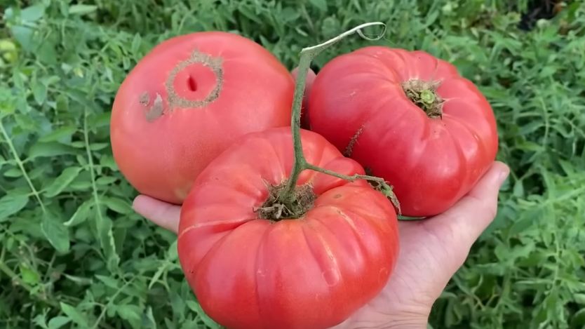 Как травяной настой увеличил урожай томатов до 847 граммов