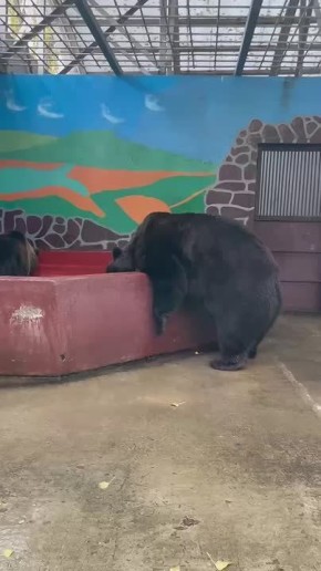 В просторных вольерах бурых медведей из нашего зоопарка созданы все условия для комфортной жизни