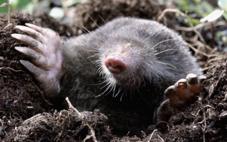 Эффективные способы борьбы с кротами на дачном участке