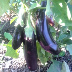 Секреты успешного ухода за баклажанами: от посадки до сбора урожая