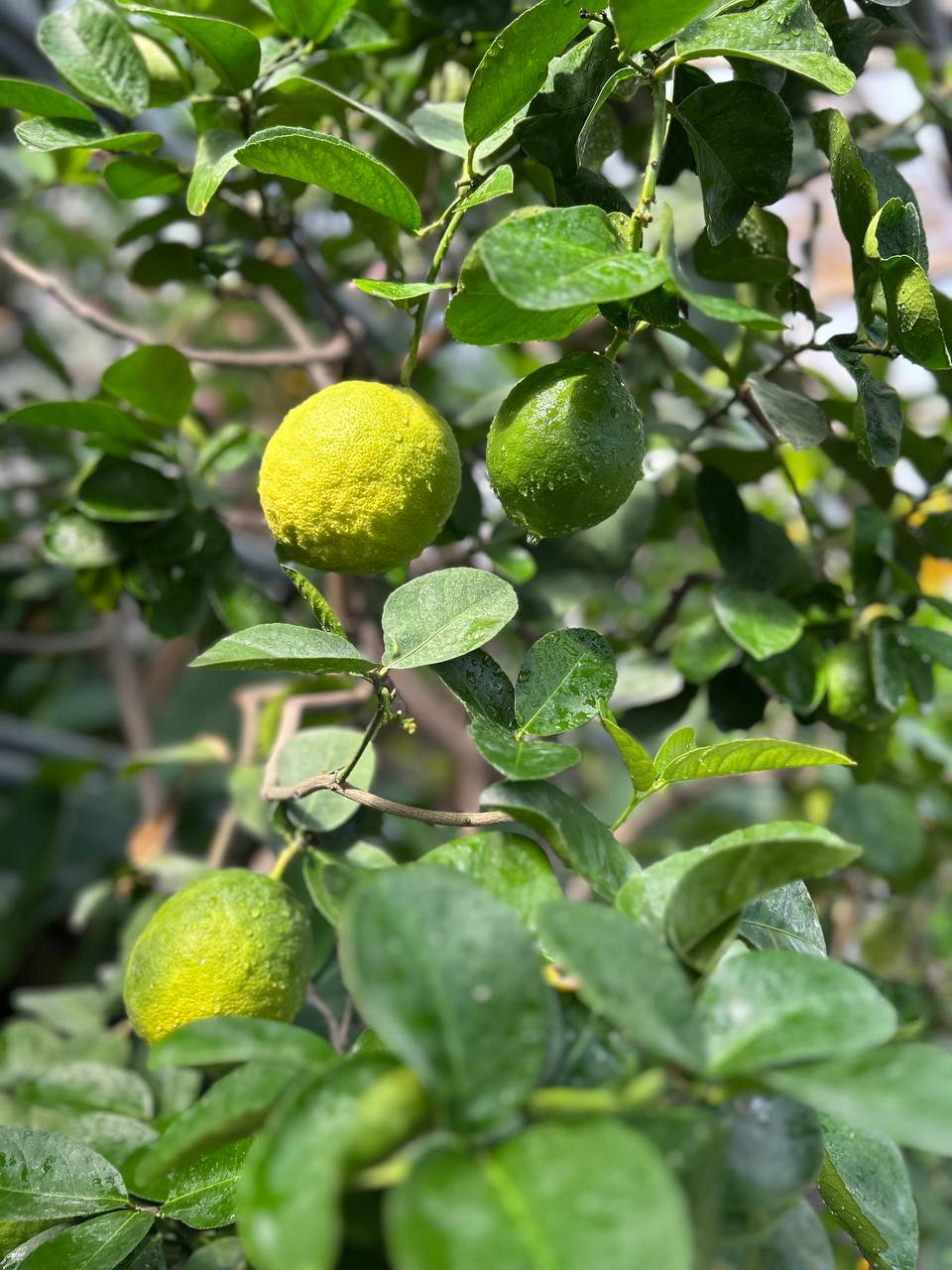 Поздней осенью в оранжерее Зеленхоза начинается особое время Поздней осенью в оранжерее Зеленхоза начинается особое время