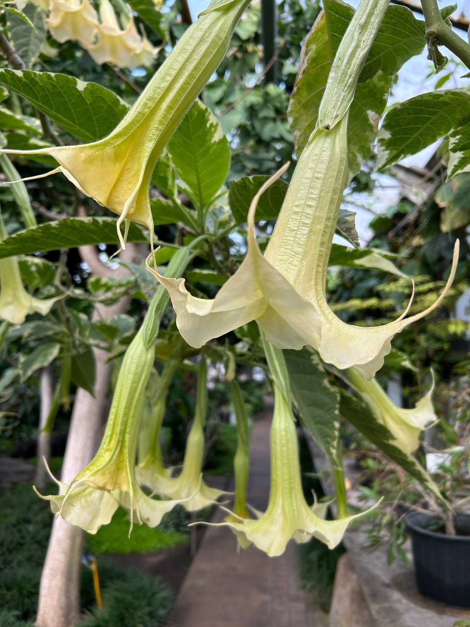 Поздней осенью в оранжерее Зеленхоза начинается особое время Поздней осенью в оранжерее Зеленхоза начинается особое время