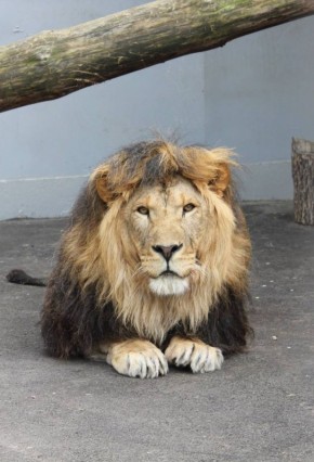 Величественный лев Принц – гордость Липецкого зоопарка, демонстрирует одну из самых впечатляющих особенностей своего вида – роскошную гриву