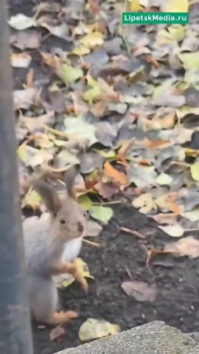 Белочка поселилась на территории липецкой больницы скорой помощи