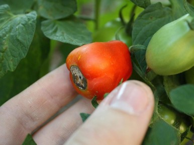 Листья помидоров в беде: как распознать нехватку калия и кальция?