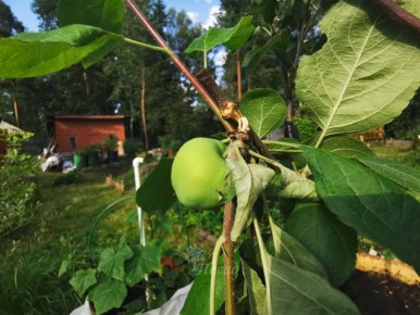 Июльские заботы садоводов: как избежать ошибок с прививками и подвязками