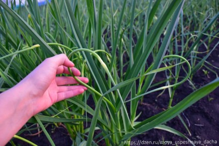 Как правильно подкармливать чеснок для получения крупных головок