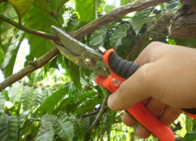 Когда лучше проводить обрезку деревьев и кустарников: советы экспертов