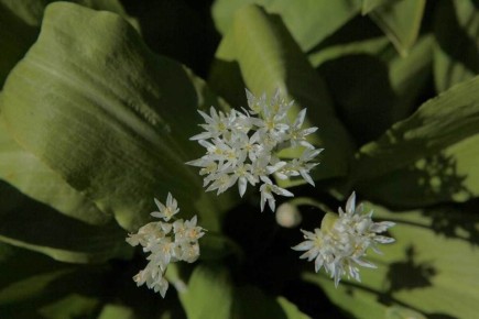 Черемша: как вырастить и сохранять этот уникальный лук в своем саду