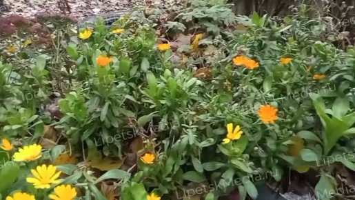 Ноготки зацвели на клумбе в Липецке