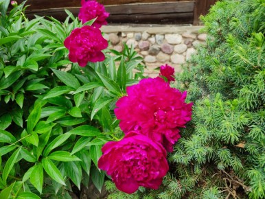 Почему одинокие женщины выбирают здоровое питание: опыт и наблюдения