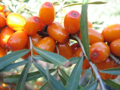 Секреты успешного выращивания облепихи