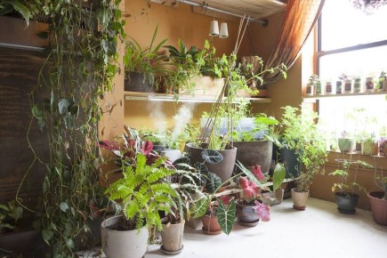 Секреты успешного цветоводства: почему одни растения радуют, а другие не выживают?