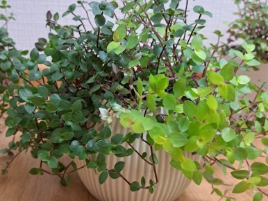 Каллизия ползучая: непревзойденное комнатное растение