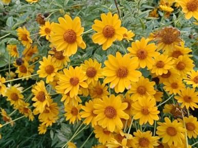 Засухоустойчивые уголки: раскрываем секреты ухода за цветами на бедных почвах