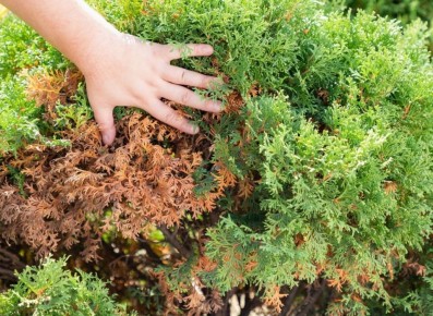 Как пузыреплодник заменил туи и избавил от постоянных хлопот