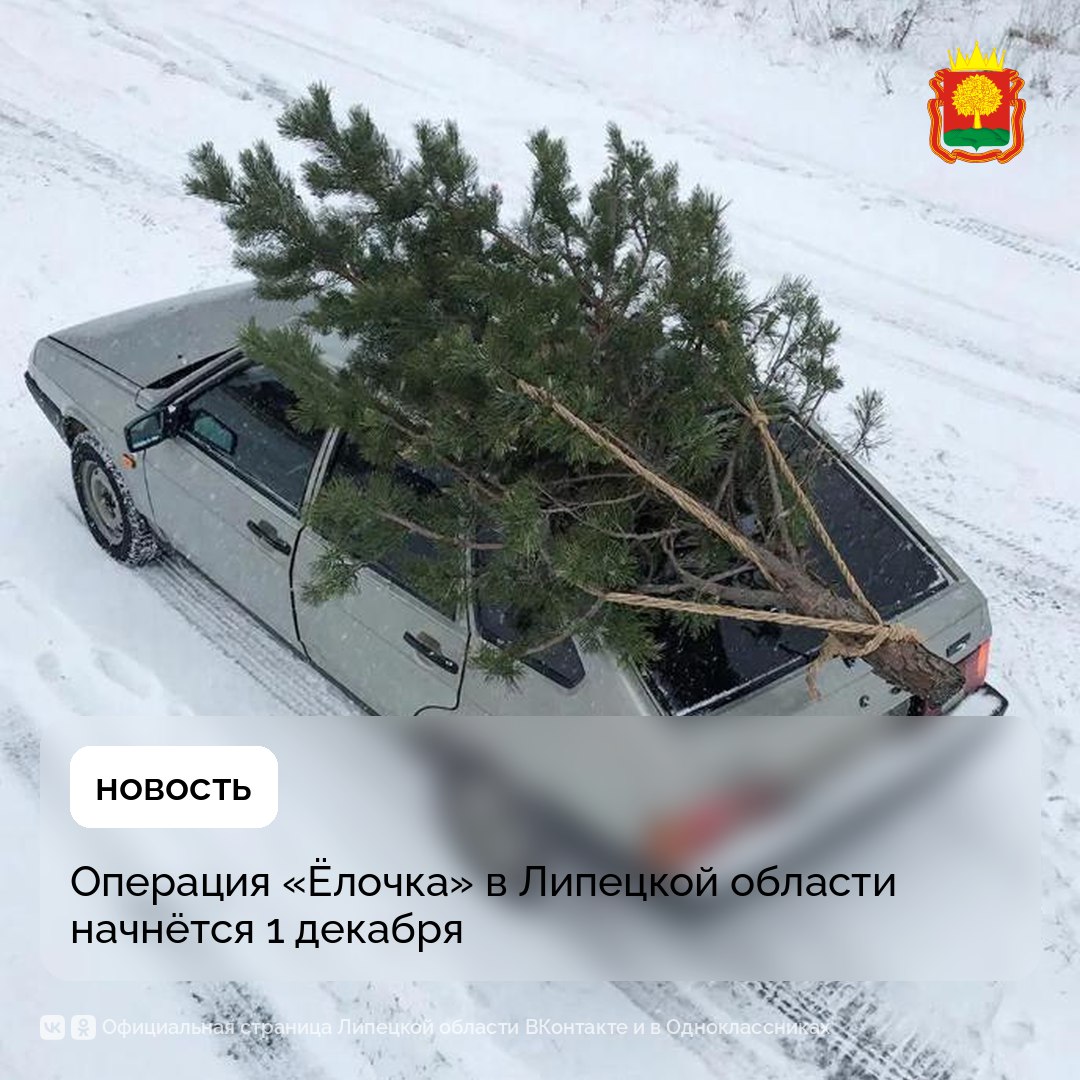 Заплатить до 500 тыс. рублей за ёлку придётся, если попытаться срубить её в лесу