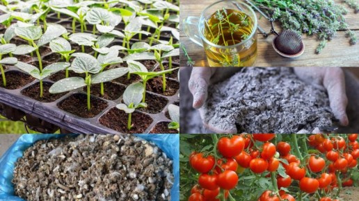 Эко-волшебство на вашем огороде: как приготовить натуральное удобрение для рассады