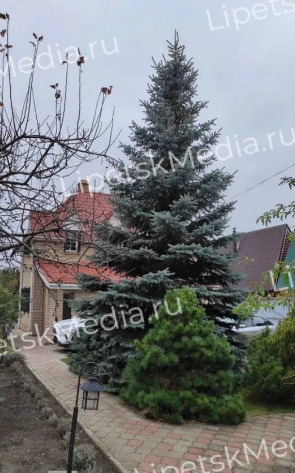 Самую дорогую ёлку продают в Липецке за 200 тысяч рублей Самую дорогую ёлку продают в Липецке за 200 тысяч рублей