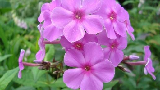 Флоксы: яркий акцент на каждой клумбе