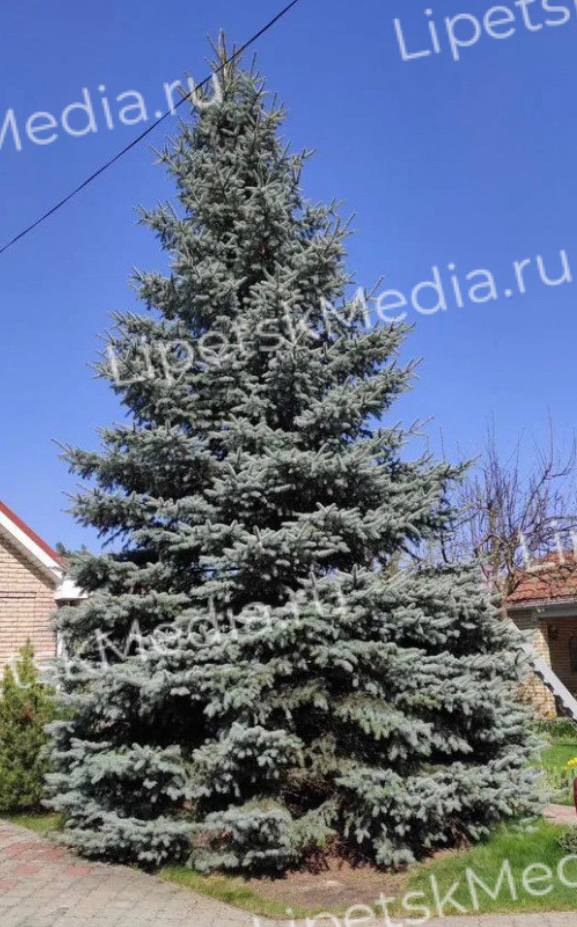Самую дорогую ёлку продают в Липецке за 200 тысяч рублей Самую дорогую ёлку продают в Липецке за 200 тысяч рублей