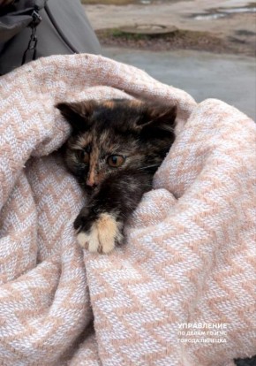 Испуганного котёнка достали из канализационного колодца в Липецке