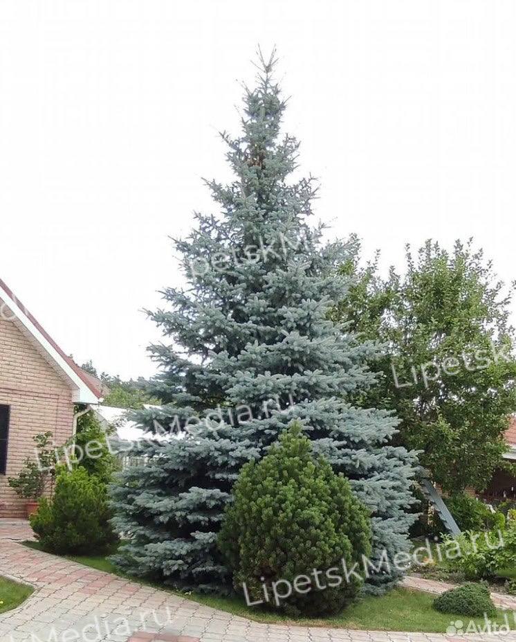 Самую дорогую ёлку продают в Липецке за 200 тысяч рублей