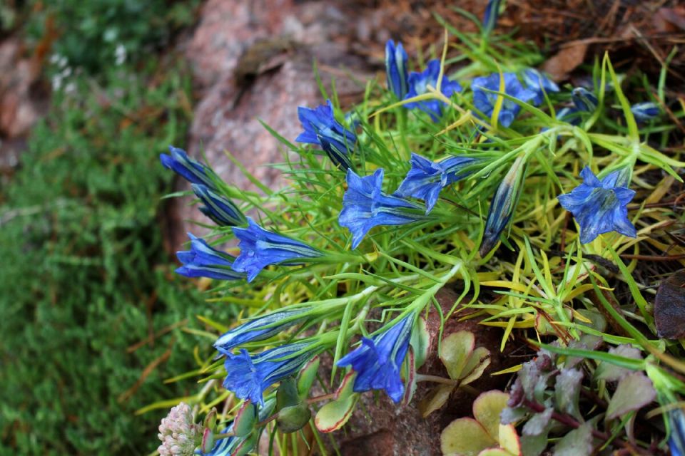 Зимние чудеса: что цветет в саду декабря