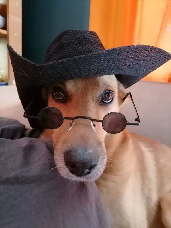 Середина лета: новый объектив и строительство уютного сарайчика на даче