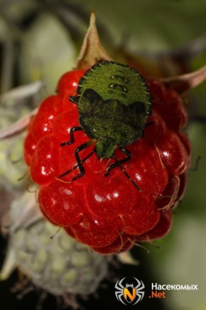 Неожиданное благоухаение: растения, чей запах вызывает ассоциации с клопами